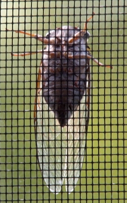 [The photograph was shot from the inside so the screen is between the camera and the cicada and creates a black-outlined grid across the image. The cicada is climbing up the screen and has clear wings which are twice its body length. Four of its brown legs are visible and extend beyond the sides of its body by a significant length. The underside of the body appears to be light purple and the back end decreases in width to a point. At the outer edges of the top of its head are the two black protrusions of its eyes.]